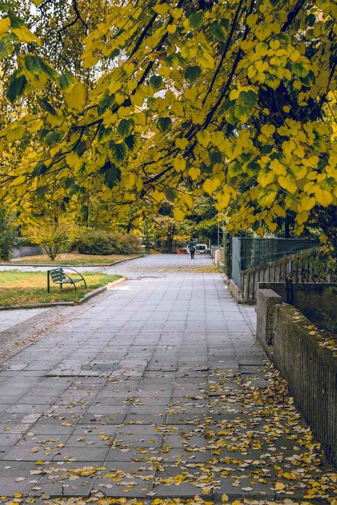 pathway to park